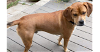 adoptable Dog in tampa, FL named Garrett