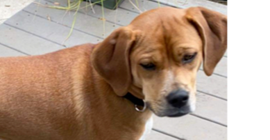 adoptable Dog in Tampa, FL named Garrett