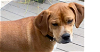 adoptable Dog in tampa, FL named Garrett