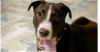 adoptable Dog in tampa, FL named Diesel