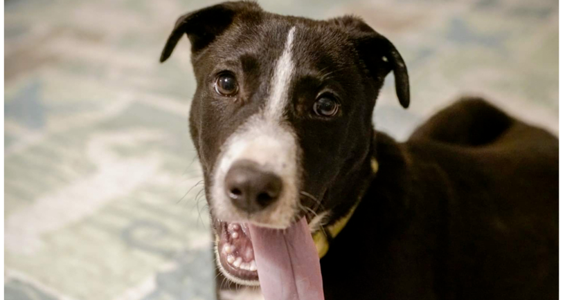 adoptable Dog in Tampa, FL named Diesel
