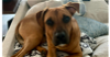 adoptable Dog in tampa, FL named Jameson