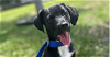 adoptable Dog in tampa, FL named Jake