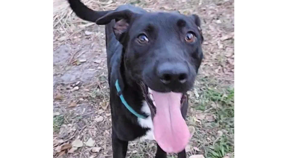 adoptable Dog in Tampa, FL named Cooper Lake