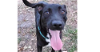 adoptable Dog in tampa, FL named Cooper Lake