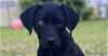 adoptable Dog in tampa, FL named Ashton