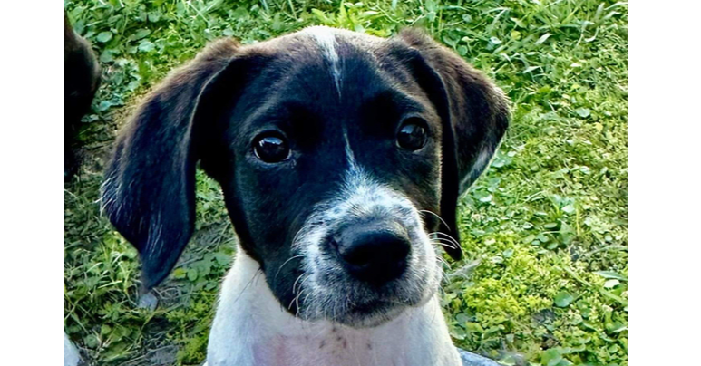 adoptable Dog in Tampa, FL named Austin