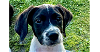 adoptable Dog in tampa, FL named Austin