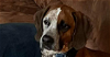 adoptable Dog in tampa, FL named Apollo