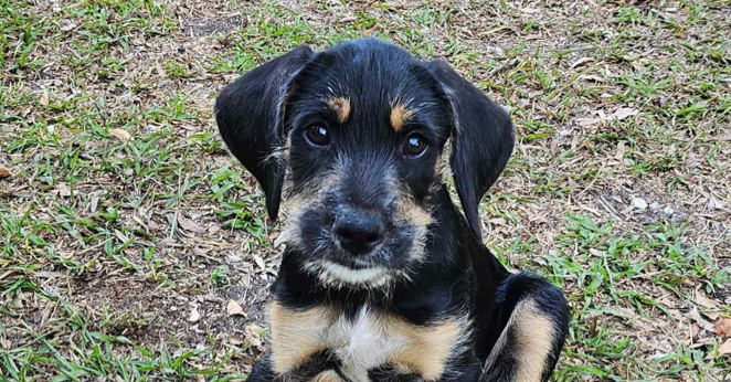 adoptable Dog in Tampa, FL named Archer
