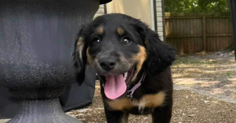 adoptable Dog in Tampa, FL named Carma