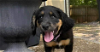 adoptable Dog in tampa, FL named Carma