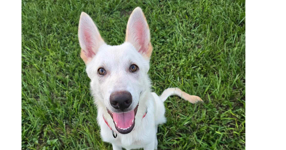 adoptable Dog in Tampa, FL named Luna