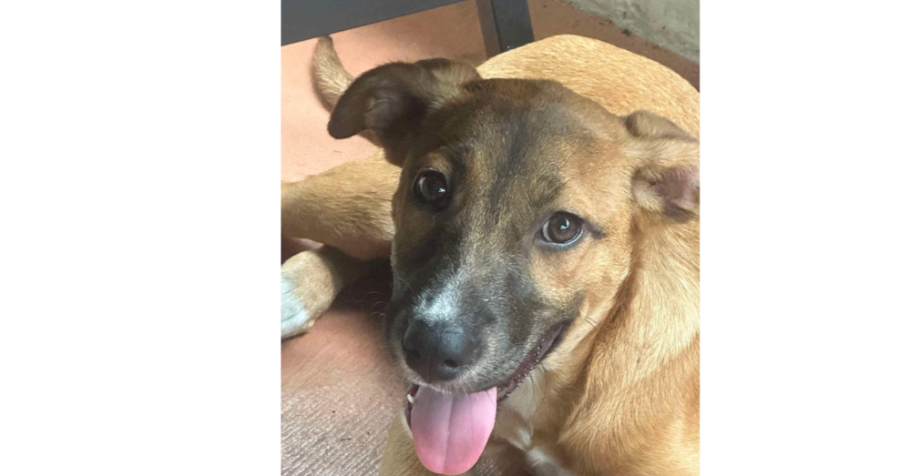 adoptable Dog in Tampa, FL named Pepper