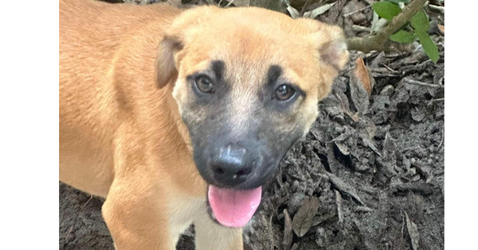 adoptable Dog in Tampa, FL named Olive