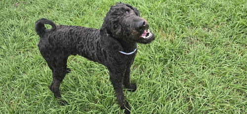 picture of the dog needing adoption