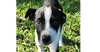 adoptable Dog in  named Charlie