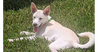 adoptable Dog in  named Bolt