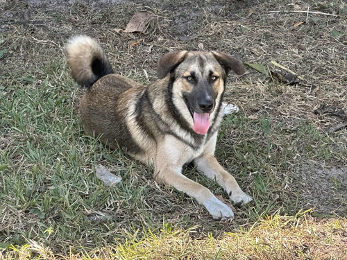 picture of the dog needing adoption