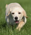 Dudley