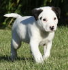 Snoopy