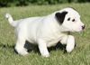 Snoopy