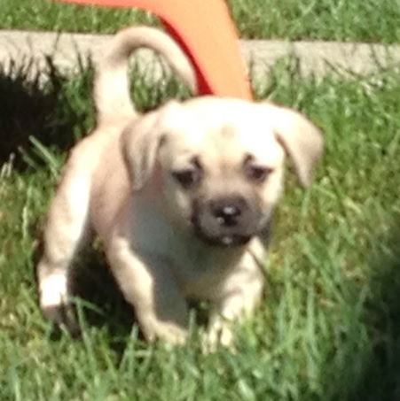 Wilbur