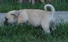 Wilbur