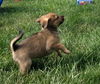 Hershey