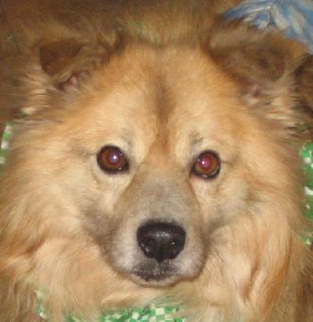 Bailey