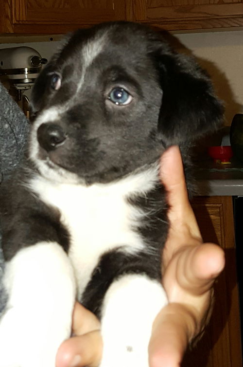 Watson