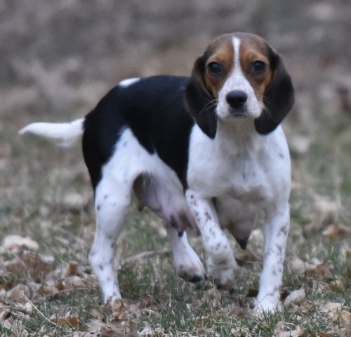 Bailey
