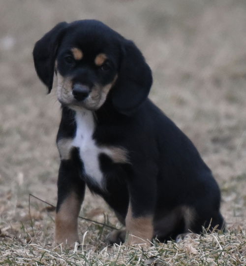 Bandit