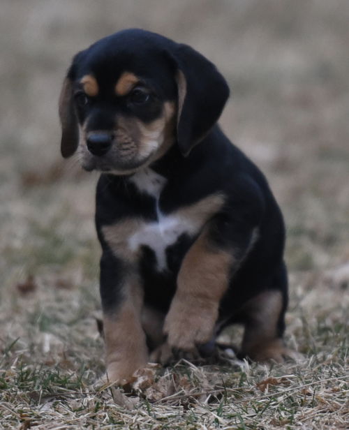 Baxter
