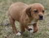 Lilly