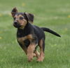 Cooper
