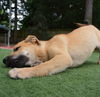 Bailey