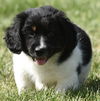 Marshall