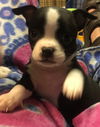 Bruno