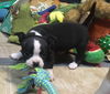 Bruno