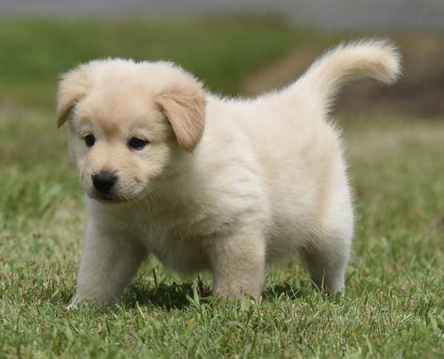 Benny