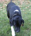 Bailey