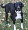 Bailey