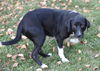 Bailey