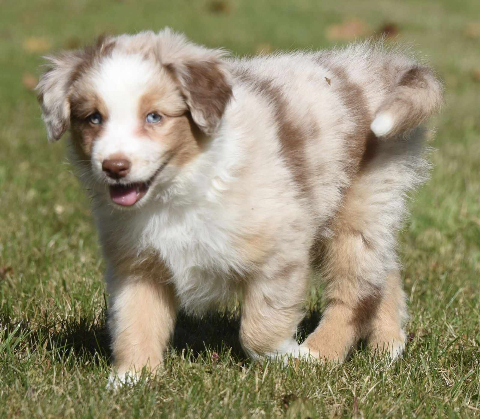 Blue merle aussie sales adoption