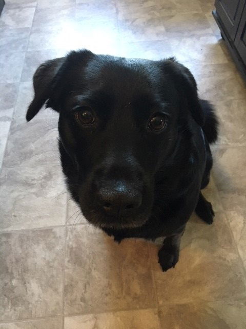 Bailey