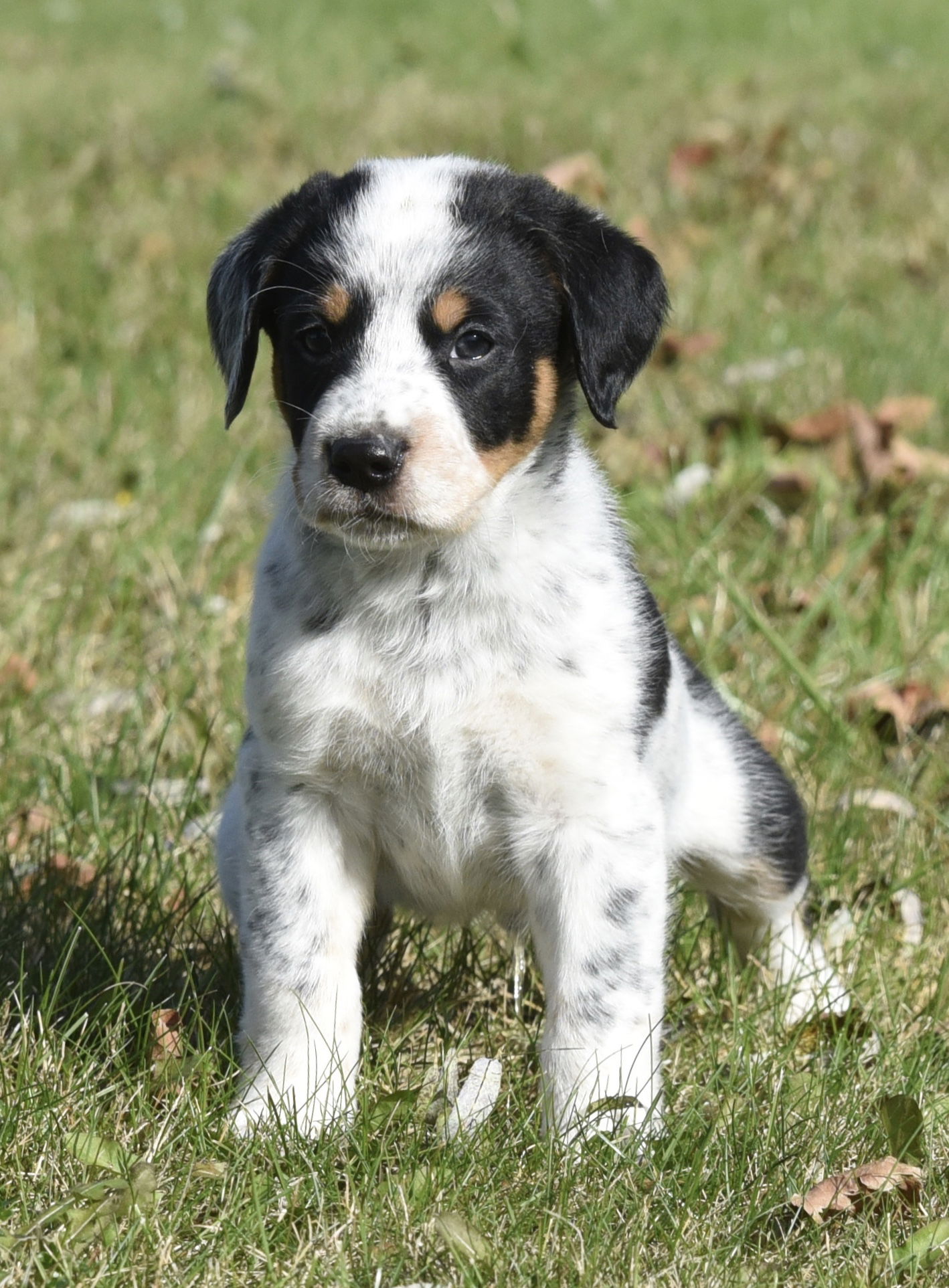 English best sale heeler dog