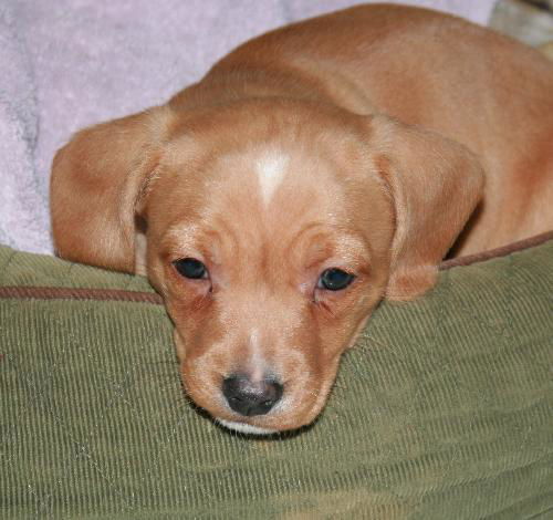 Wilbur