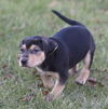 Fritz