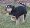 Fritz